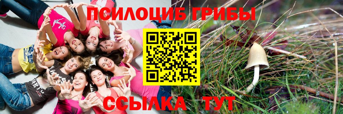 Псилоцибиновые грибы Psilocybe Пенза